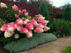 some pink and white flowers in a garden