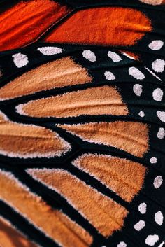 a close up of a butterfly's wing with white dots on it and black wings