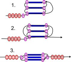 the diagram shows two identical lines that are connected to each other, and one is labeled with