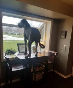 a dog standing on top of a table next to a window