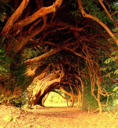 an image of trees that have been turned into tunnel