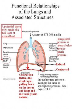 diagram of the lungs and their functions in human anatomy, with labels on each side