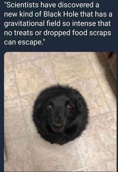 a black dog sitting on top of a tile floor