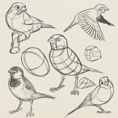 several birds are shown in this drawing