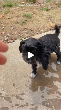 a small black and white dog standing on top of a cement slab next to a hand