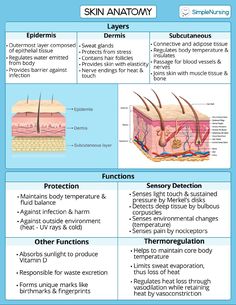 Skin Anatomy And Physiology, Skin Nursing Notes, Skin Function Notes, Skin Anotamy, Skin Notes Anatomy, Esthetics Study Notes, Skin Anatomy Notes, Dermatology Study Notes