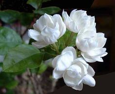 white flowers with green leaves in the background