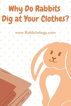 a rabbit with the words why do rabbits dig at your clothes?