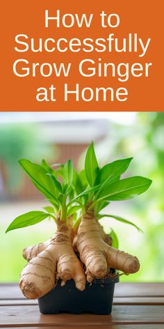 a potted plant with the title how to successfully grow ginger at home