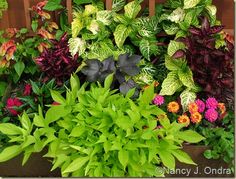 many different types of plants are growing in a garden box on the side of a wooden fence