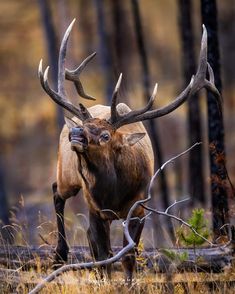 an elk with large antlers standing in the woods