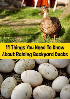 a duck standing next to some eggs in the grass with text overlay that reads 11 things you need to know about raising backyard ducks