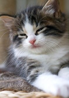 a small kitten sitting on top of a wooden floor