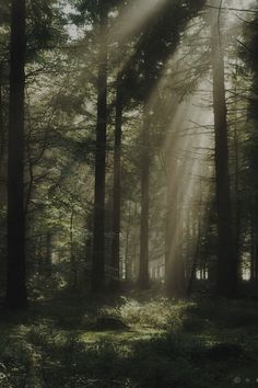 sunlight shining through the trees in a forest