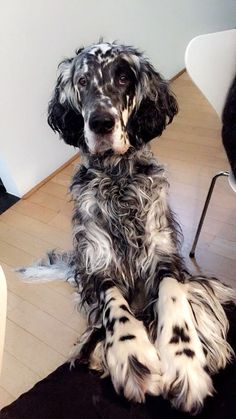 a black and white dog is sitting on the floor