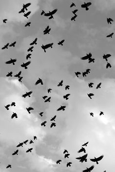 a flock of birds flying in the air with cloudy skies behind them, all black and white