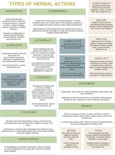 the different types of herbs that are used to make an info sheet for your business