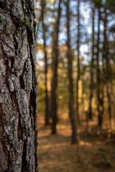 a close up of a tree trunk in the woods