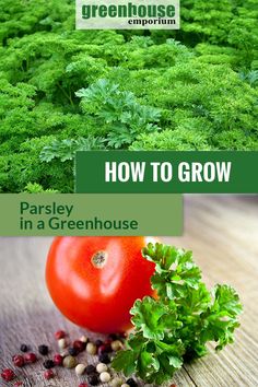 an image of how to grow parsley in a greenhouse