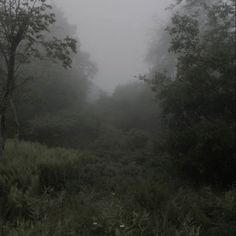 a foggy forest filled with lots of trees and grass on a cloudy day in the woods