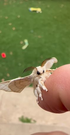 a small white moth sitting on top of a persons finger in front of a green field