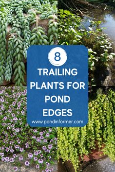 purple flowers and green plants with text overlay that says 8 trailing plants for pond edges