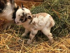 a small baby goat standing next to an adult goat on top of dry grass and straw