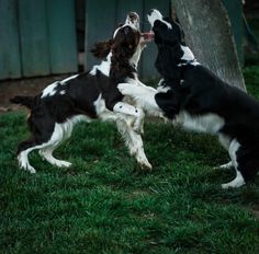 two black and white dogs playing with each other in the grass next to a tree