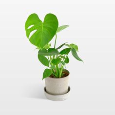 a potted plant with large green leaves