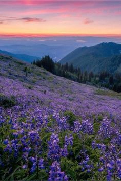 purple flowers in the foreground with mountains in the background at sunset on a hillside