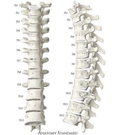 an image of the back and neck bones