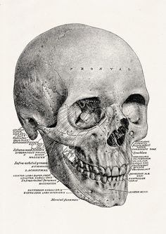 an old book with a drawing of a human skull