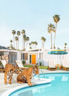 two tigers standing in front of a swimming pool with chaise lounges and palm trees