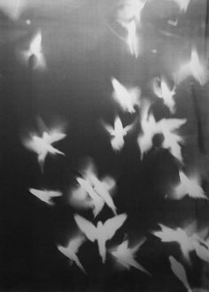 black and white photograph of birds flying in the air