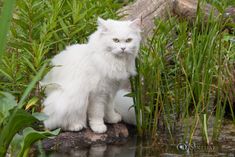 a white cat sitting on top of a rock in the grass next to some water