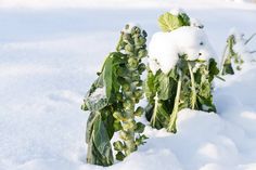 there are many plants covered in snow on the ground