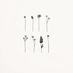 six flowers are arranged in a row on a white background, with one single flower at the bottom