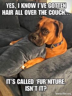 a brown dog laying on top of a couch next to a gray pillow that says, yes, i know i've gotten hair all over the couch it's called furniture isn't?