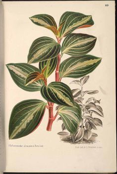 an illustration of a plant with green leaves