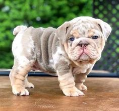 a puppy standing on top of a wooden table next to a fence and green trees