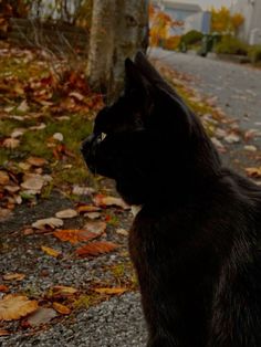 a black cat sitting on the side of a road next to a leaf covered tree