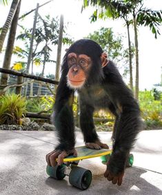 a small monkey riding on top of a skateboard