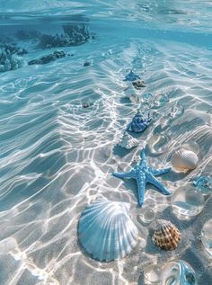 several seashells and starfish in shallow water