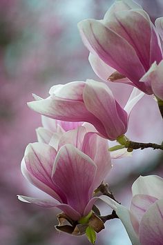 pink flowers are blooming on a tree branch