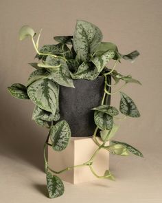 a potted plant sitting on top of a wooden block