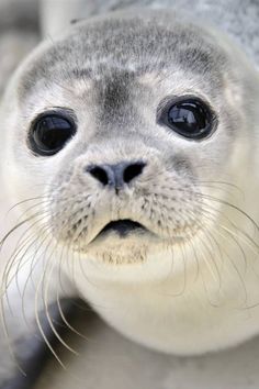 a close up of a baby seal with big eyes