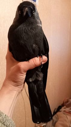 a person holding a black bird in their hand