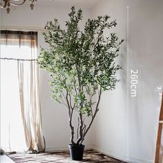 a potted plant sitting in the corner of a room