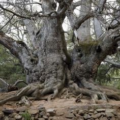 an old tree with very large, twisted branches