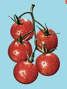 four red tomatoes hanging from a branch with water droplets on them, against a blue and yellow background